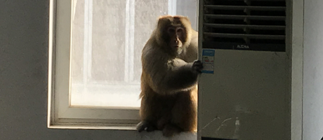 辦公室裝修魅力大，獼猴君亂入來“串門”！